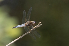 David Plant Photography - Wildlife Photography - Scarce chaser - H